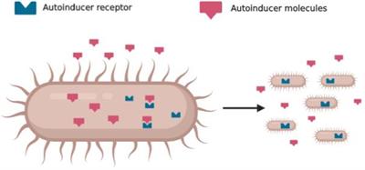 Anti-quorum Sensing and Antimicrobial Effect of Mediterranean Plant Essential Oils Against Phytopathogenic Bacteria